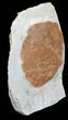 Fossil Leaf (Zizyphoides) - Montana #53292-2